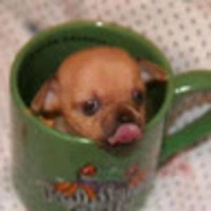 Meet your Posher, Percy